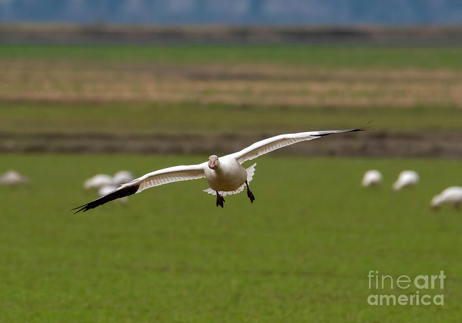 Snow Goose Head On Photograph by Michael Dawson - Fine Art America