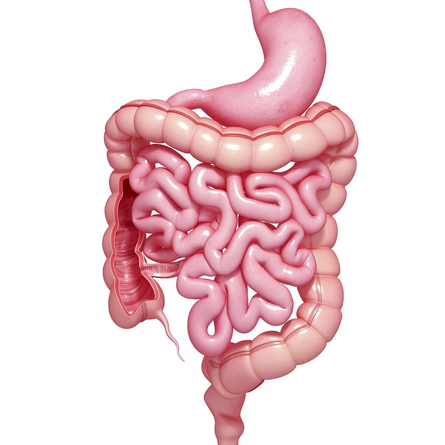 Healthy digestive system, artwork Drawing by Pixologicstudio