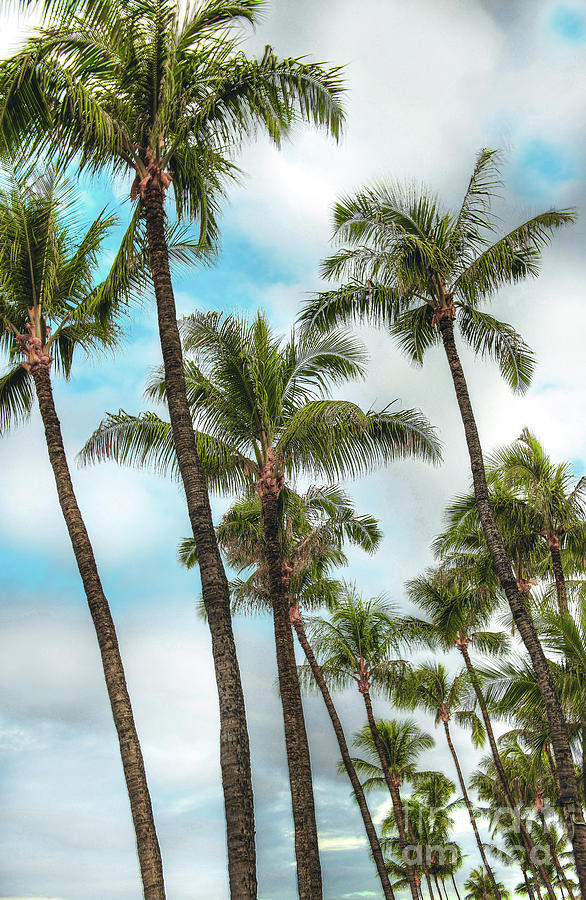 Heavenly Palms Photograph