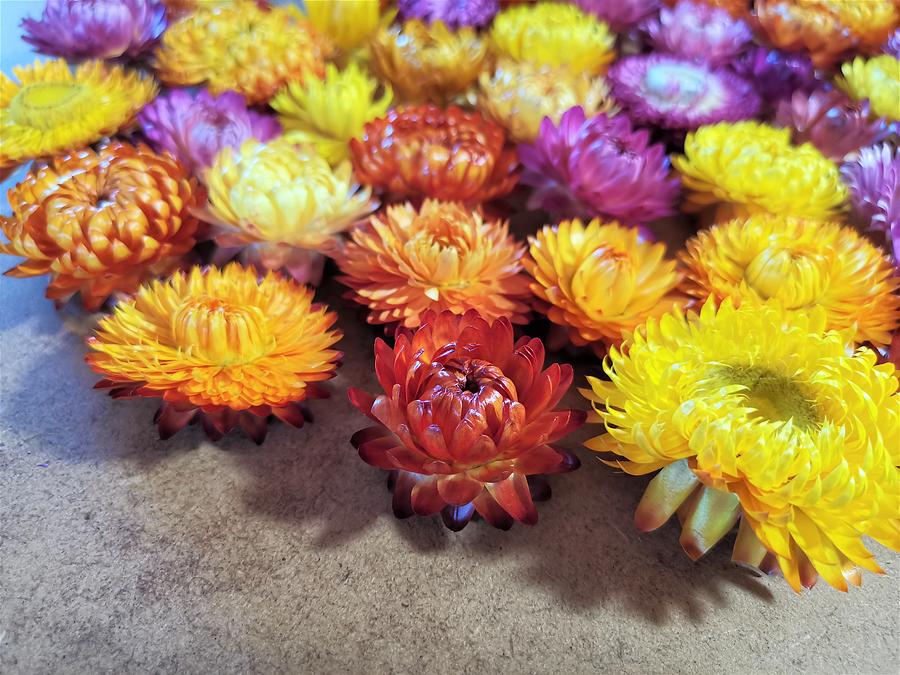 Helichrysum dried Flowers  #4 Photograph by Nature Art
