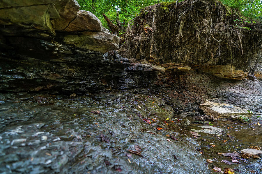 Forest Photograph - Hell Hollow Wilderness Area by Ric Schafer Forest Photograph - Hell Hollow Wilderness Area by Ric Schafer