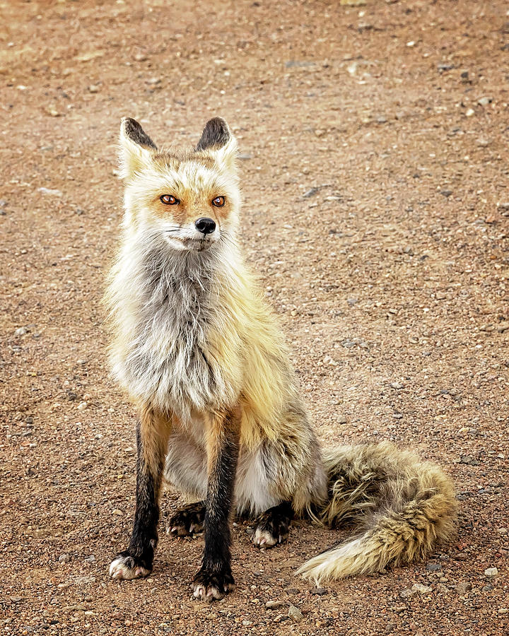 Hello Fox #2 Photograph by Travis Rogers
