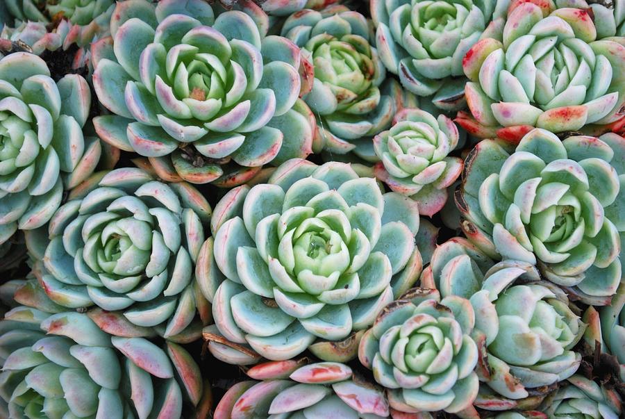 Hens and Chicks Succulent #2 Photograph by LazingBee