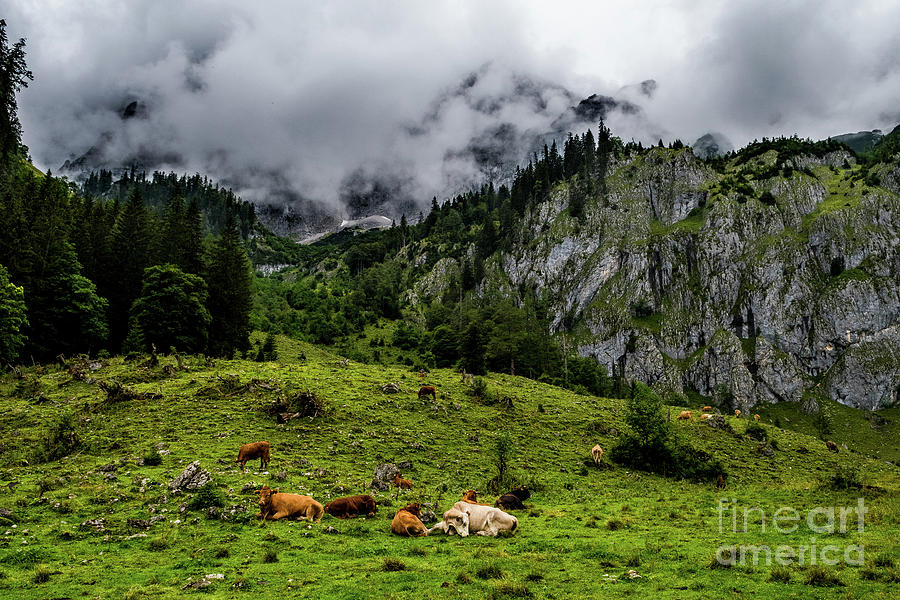 Herd Of Cows In National Park Gesaeuse In The Ennstaler Alps In Austria Photograph by Andreas Berthold