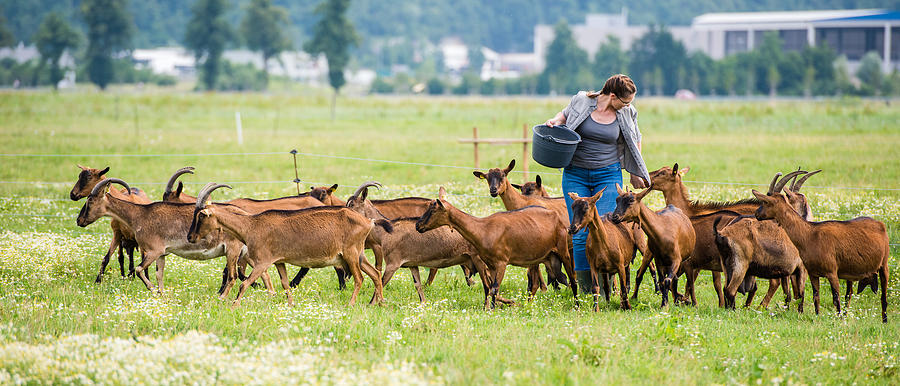 Herder feeding group of goats #2 Photograph by Simonkr