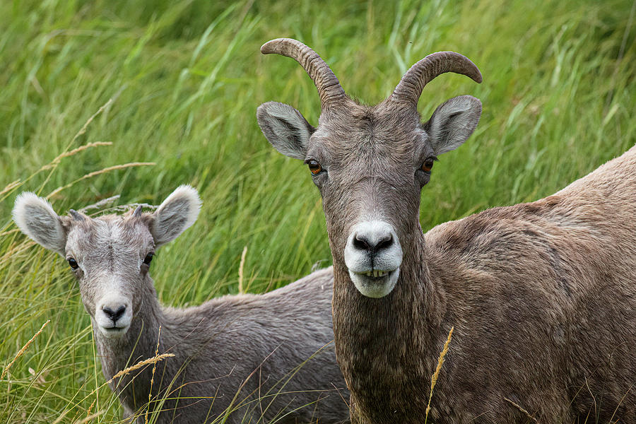 Big Horn Sheep, Jasper National Park, Canada by Ronald Santini Big Horn Sheep, Jasper National Park, Canada by Ronald Santini