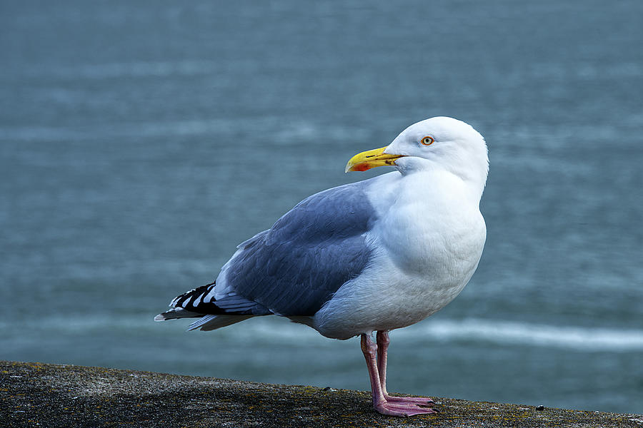 Herring Gull #3 Photograph by Chris Day