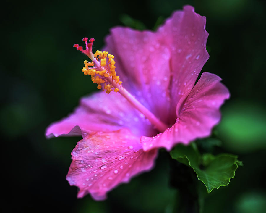 Hibiscus beauty #2 Photograph by Vishwanath Bhat