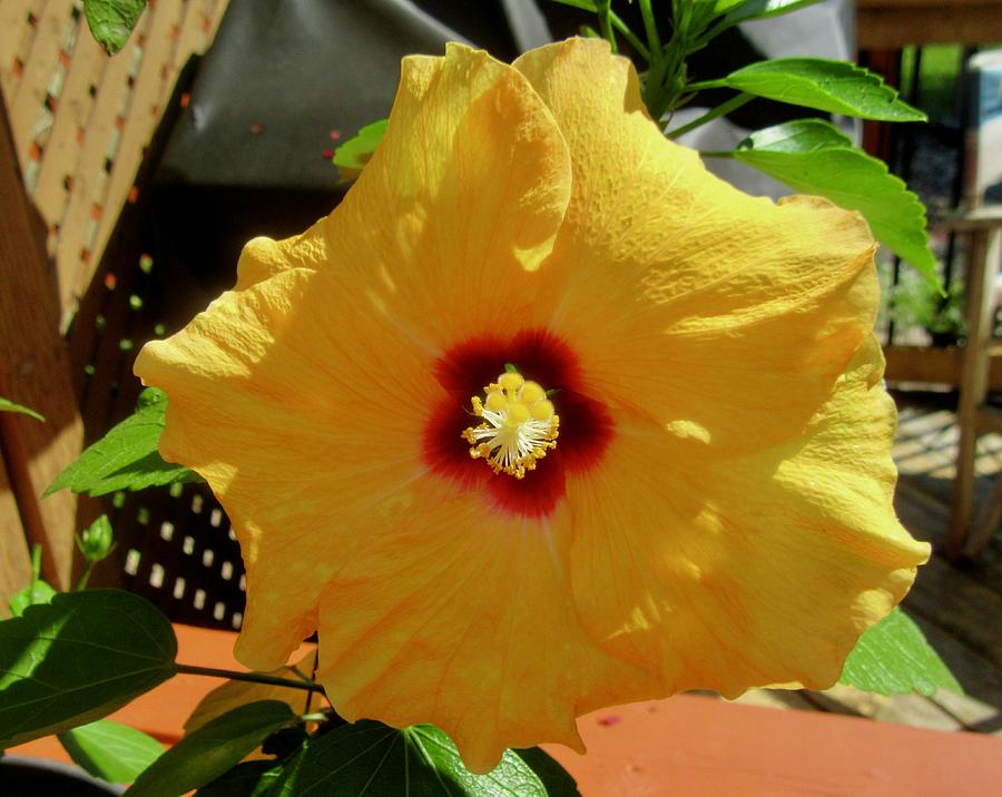 Hibiscus #2 Photograph by Stephanie Moore