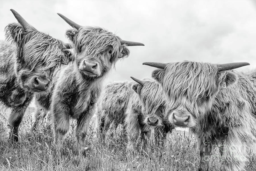 Highland cattle #2 Photograph by Janet Burdon