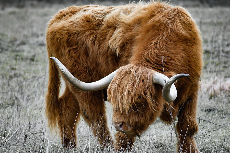 Highland cattle Photograph by Warren Bourne - Fine Art America