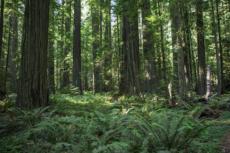 Hiking through the Redwoods. #2 Photograph by Jordan Siemens