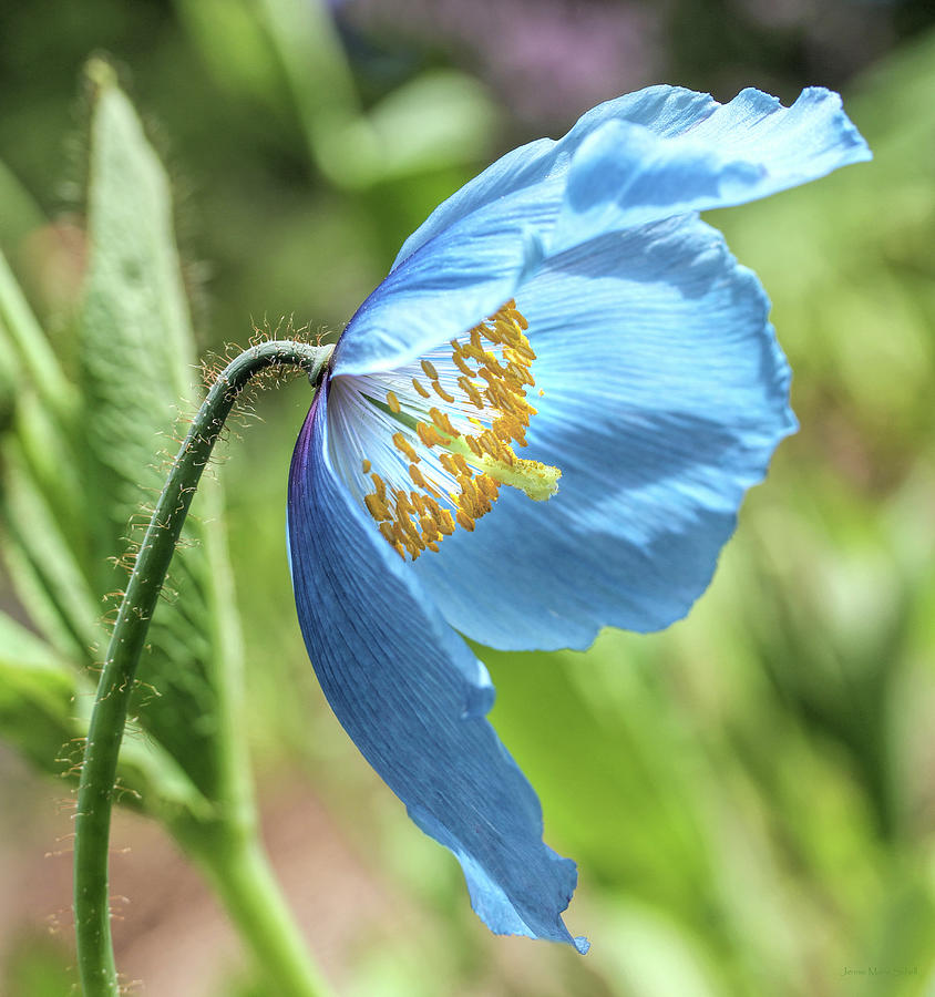 Himalayan Blue Poppy Flower #1 Photograph by Jennie Marie Schell