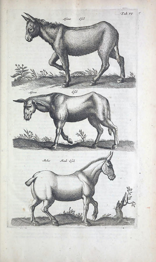Historiae Naturalis De Quadrupedibus Libri , Cum Aeneis Figuris By Jonstonus Joannes Painting