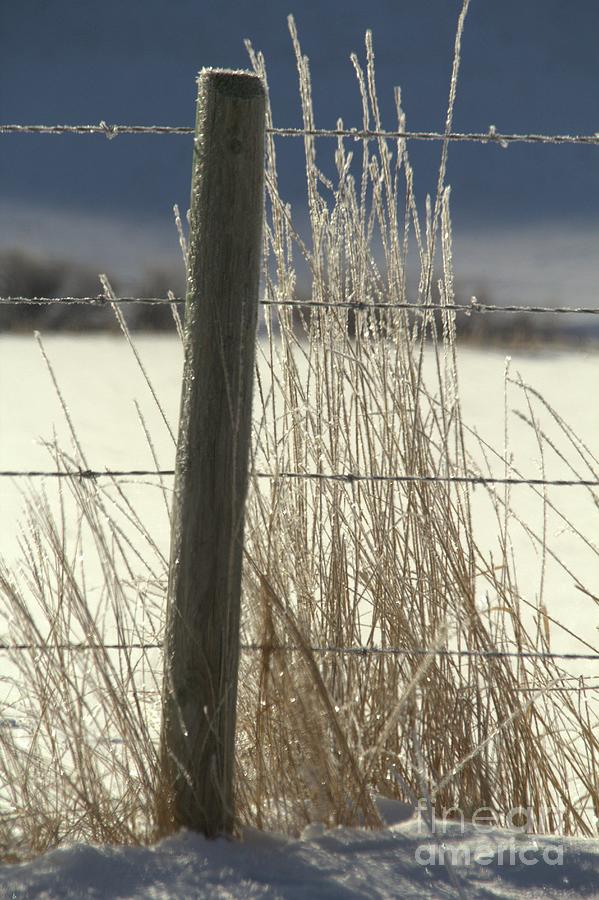 Frost Photograph - Hoar Frost by Roland Stanke Frost Photograph - Hoar Frost by Roland Stanke