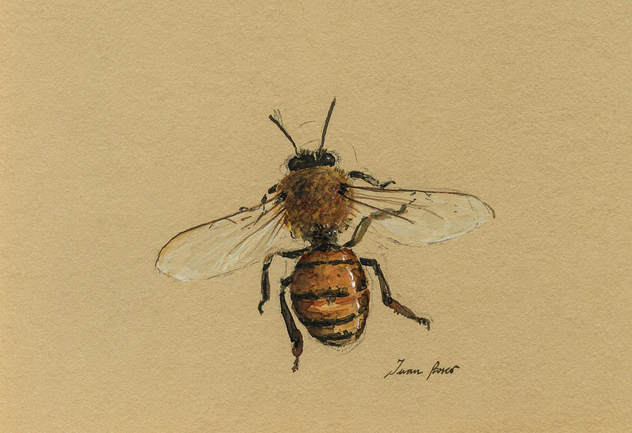 Honey Bee Painting by Juan Bosco - Fine Art America