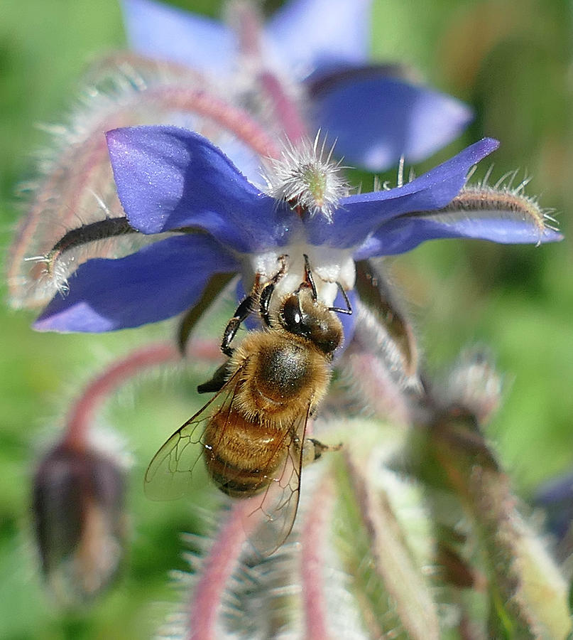 Honeybee collecting pollen on borage flowers #2 Photograph by Steve Estvanik