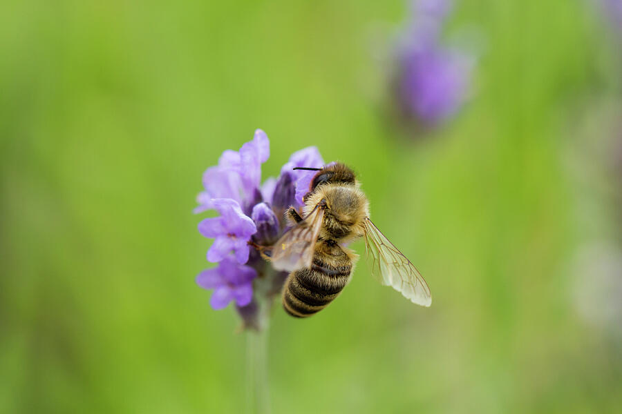 HoneyBee Photograph by Tanya C Smith