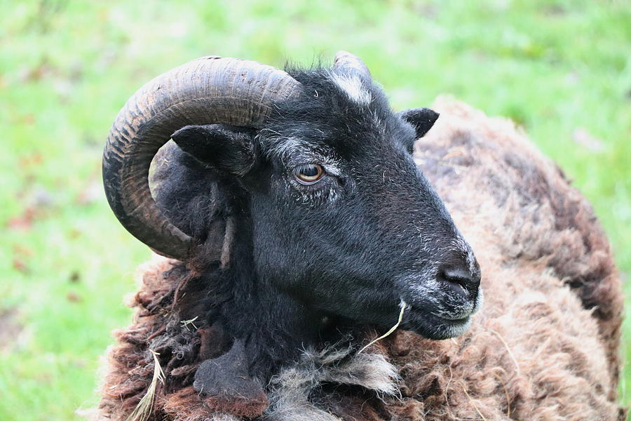 Horned Sheep Photograph by Photoman Bryan WB - Fine Art America