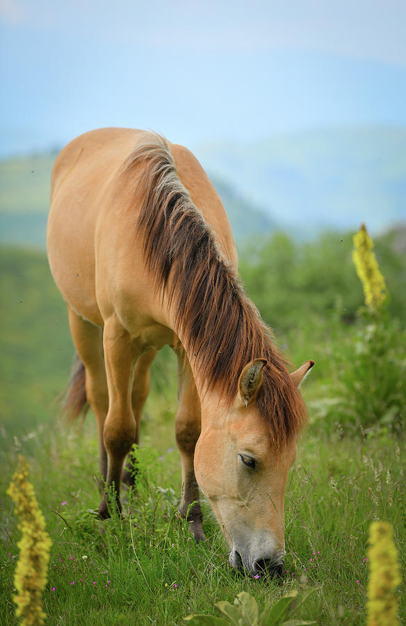 Horse #2 Photograph by Bess Hamiti