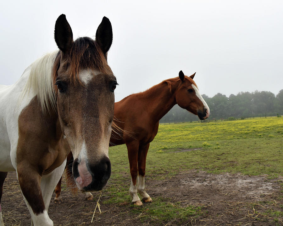 2 Horses Photograph by Katy Hawk