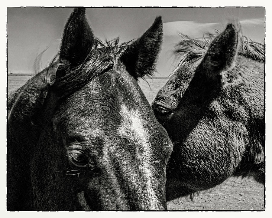 2 Horses Photograph by Lou Novick