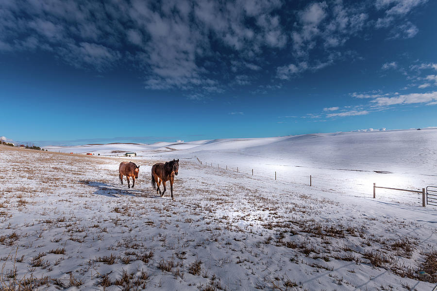 Horses on the Palouse #2 Photograph by David Patterson