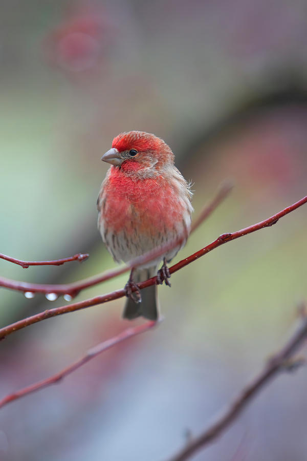 House Finch in winter #2 Digital Art by Jerry Dalrymple