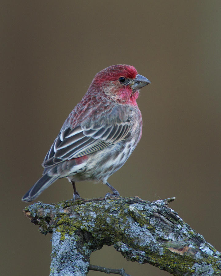 House Finch #2 Photograph by Timothy McIntyre