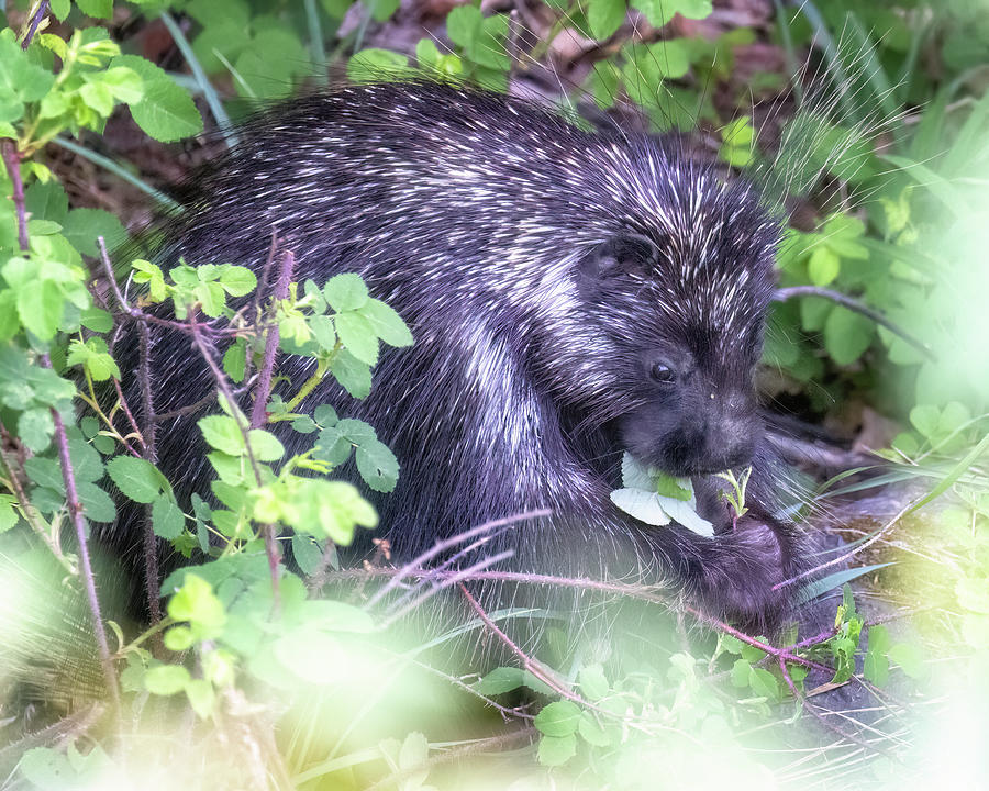 How Cute Am I - North American Porcupine in British Columbia, No #2 Photograph by Belinda Greb