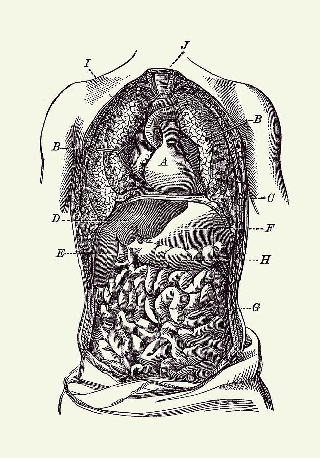 Human Digestive System Diagram - Vintage Anatomy Drawing by Vintage ...