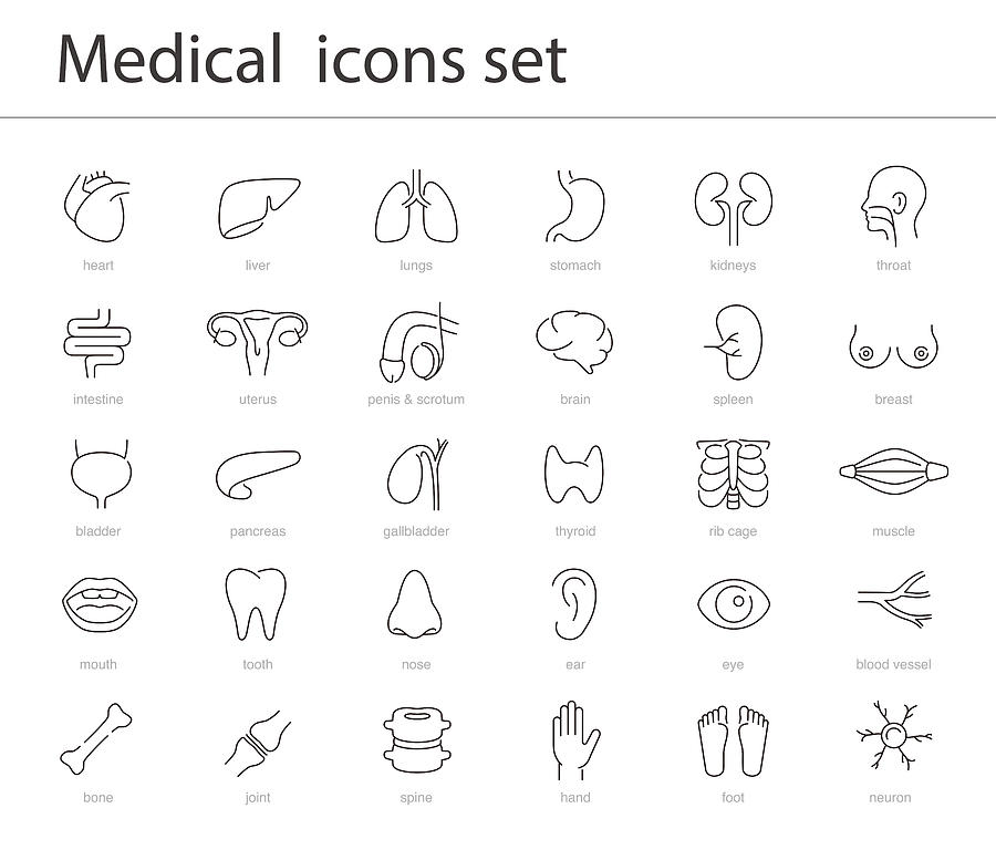 Human Organs icon set, medical icons, vector illustration Drawing by Hakule
