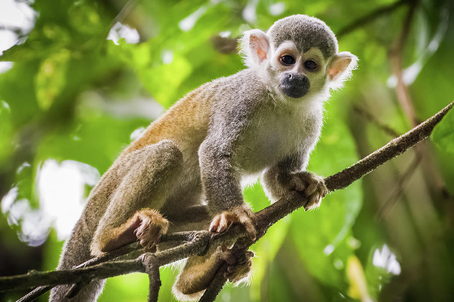 Humboldts Squirrel Monkey Pozos La Chorrera Acacias Meta Colombia #2 Photograph by Adam Rainoff