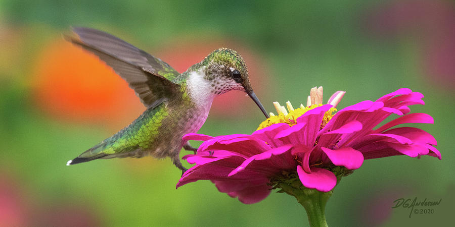 Hummer on Zinnia #2 Photograph by Don Anderson