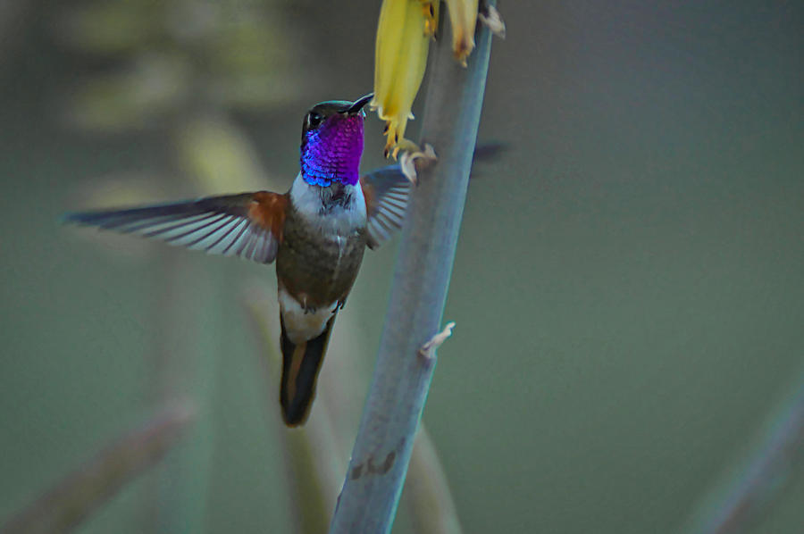 Humming Bird In Flight Photograph