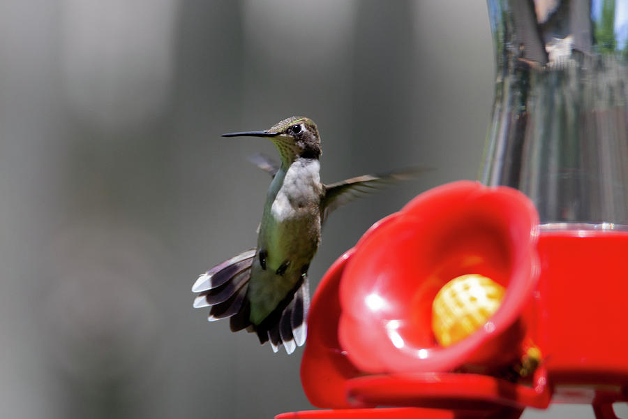 Hummingbird 40 Photograph By David Stasiak Fine Art America 8943