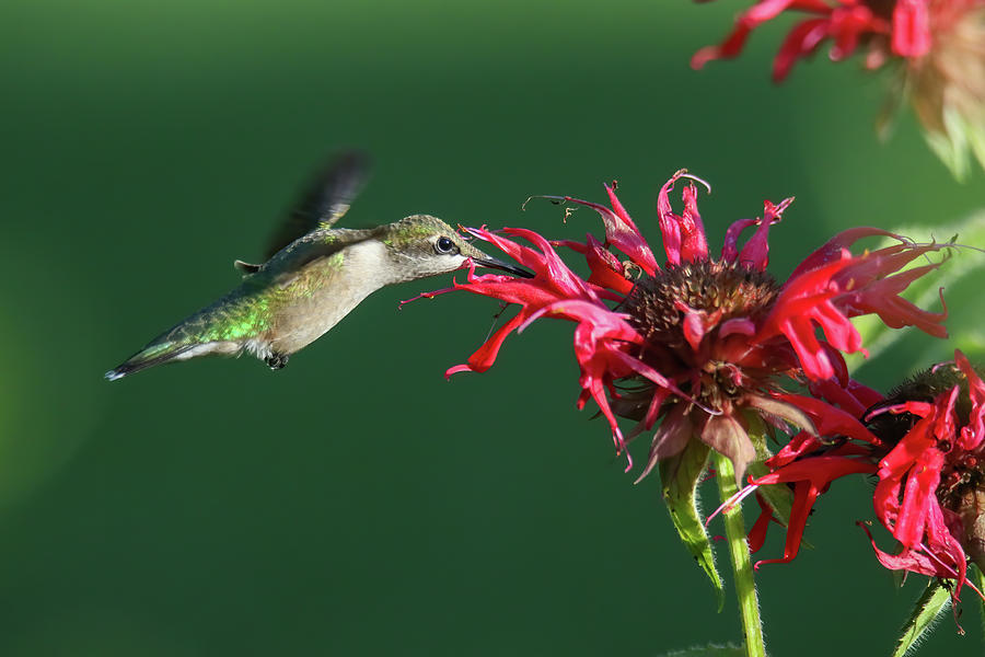 Hummingbird #2 Photograph by Brook Burling