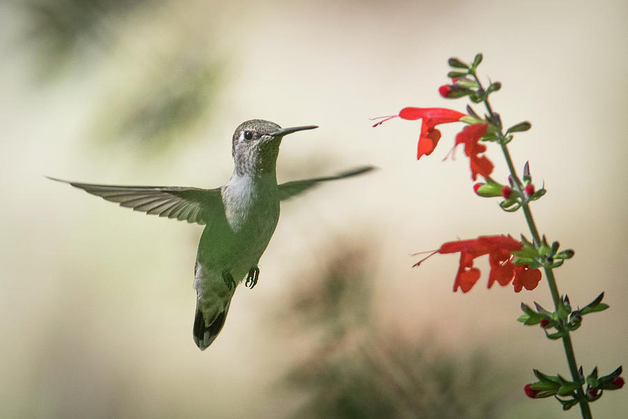 Hummingbird  #2 Photograph by Catherine Lau