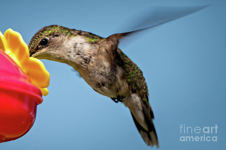 Hummingbird Photograph - Hummingbird by Gaby Swanson Hummingbird Photograph - Hummingbird by Gaby Swanson