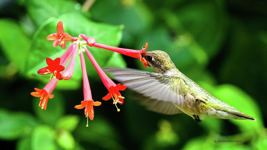 Hummingbird #2 Photograph by Jeffrey PERKINS