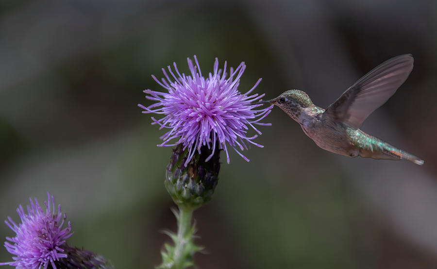 Hummingbird   #2 Photograph by Laura Terriere