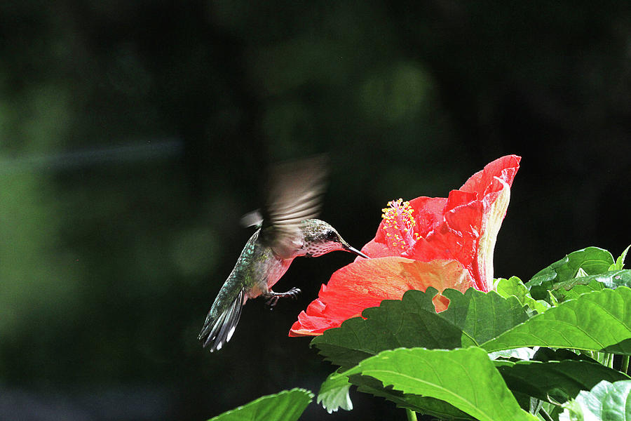 Hummingbird on Hibiscus #2 Photograph by Robert Camp