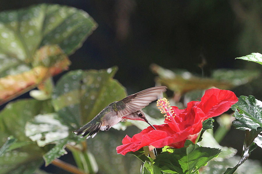 Hummingbird on Red Hibiscus #2 Photograph by Robert Camp
