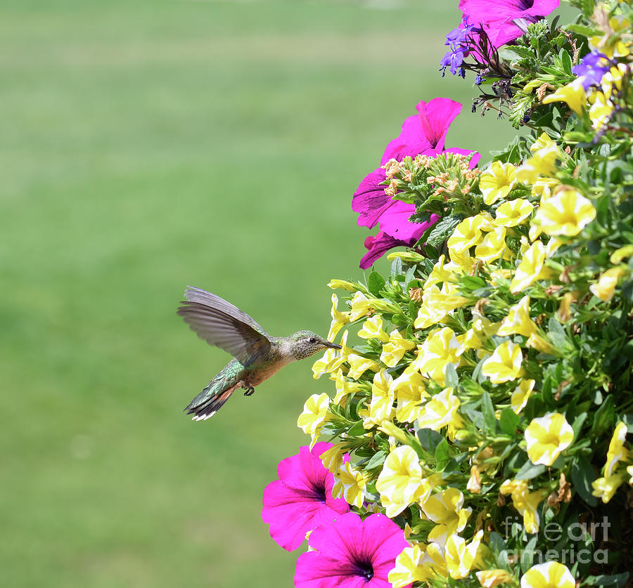 Hummingbird #2 Photograph by Patrick Nowotny