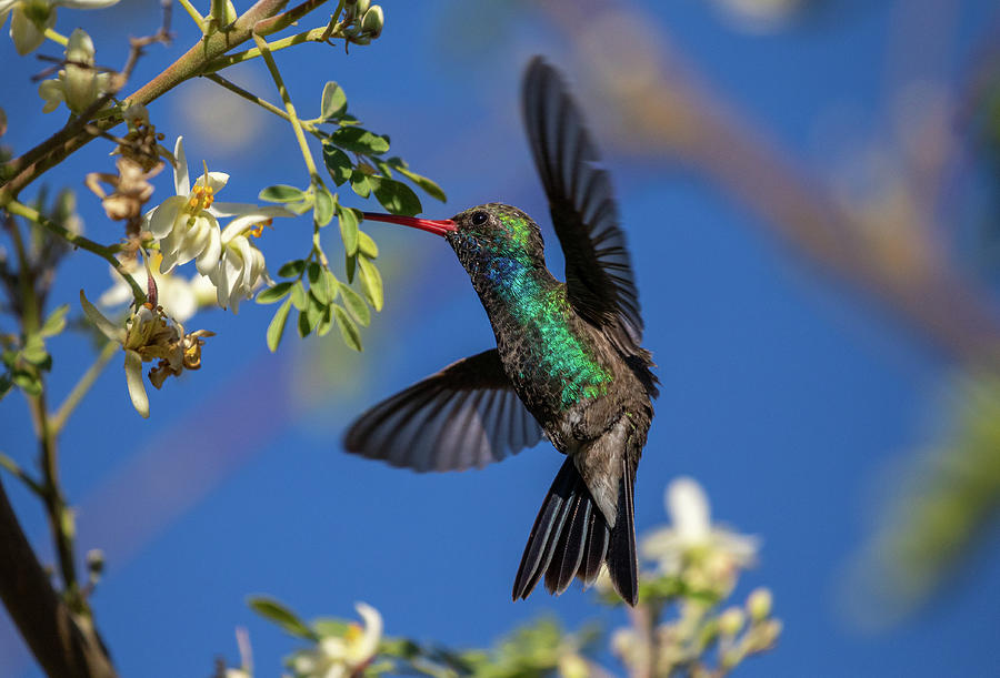 Hummingbird Photography - Colibri - Broad-billed Hummingbird #2 Photograph by Nedim Slijepcevic