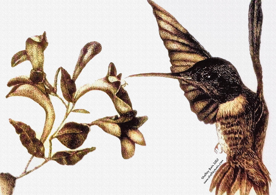 Hummingbird #2 Drawing by Shelley Bain