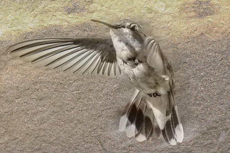 Hummingbird Untitled #2 Photograph by Paul Vitko