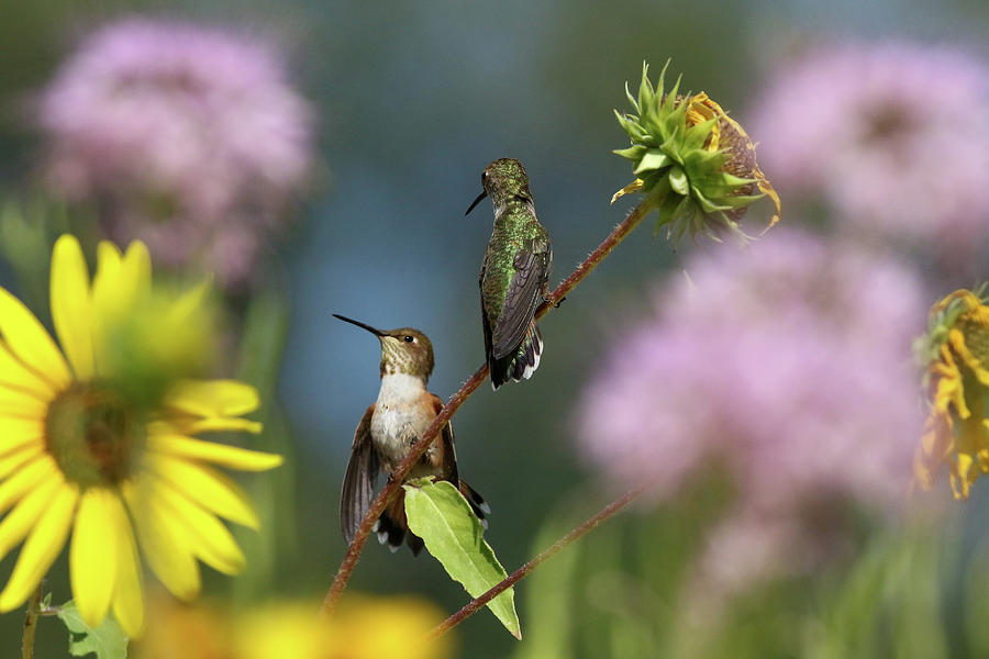 2 Hummingbirds in Wildflowers Photograph by Julie Argyle