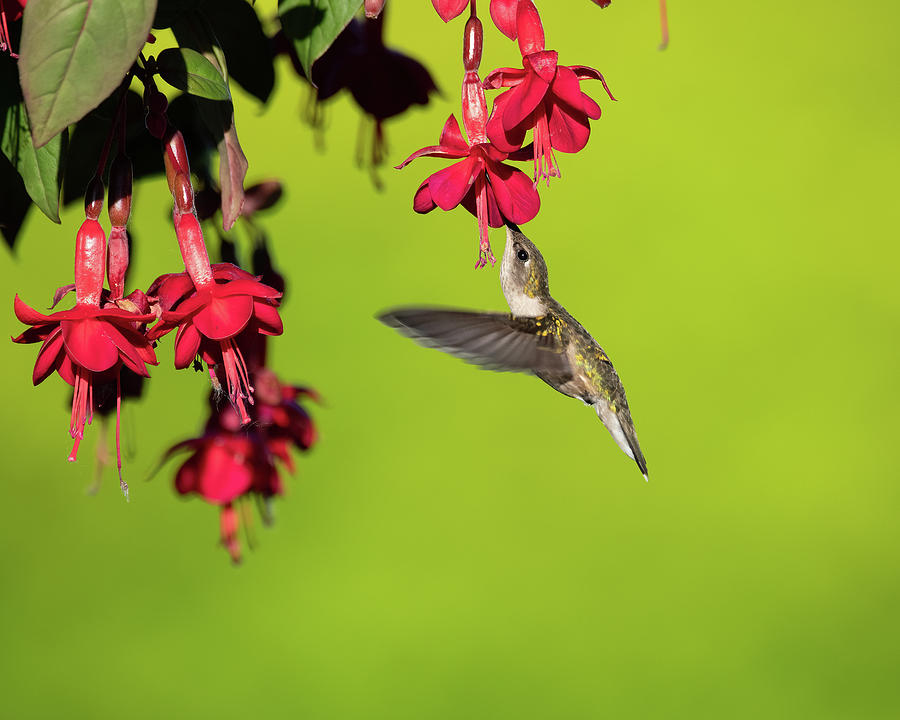 Hummingbirds #2 Photograph by Jeffrey PERKINS