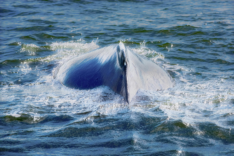 Nature Photograph - Humpback #2 by Pete Federico Nature Photograph - Humpback #2 by Pete Federico